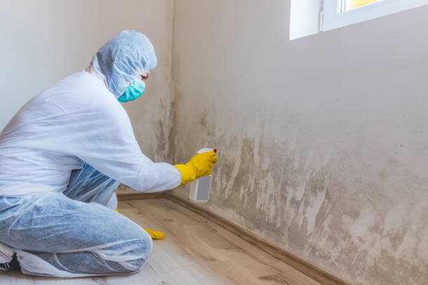 Licensed Basement Mold Remediation service in Trappe, PA - Car Mold Remediation