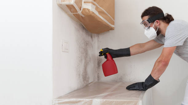 Professional Basement Mold Remediation technician working in Trappe, PA